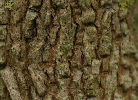 A close up shot of the bark on an English elm tree